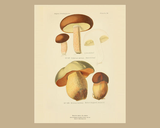 Boletus aereus — Antique Mushroom Print, Planche LVI, Paris 1891