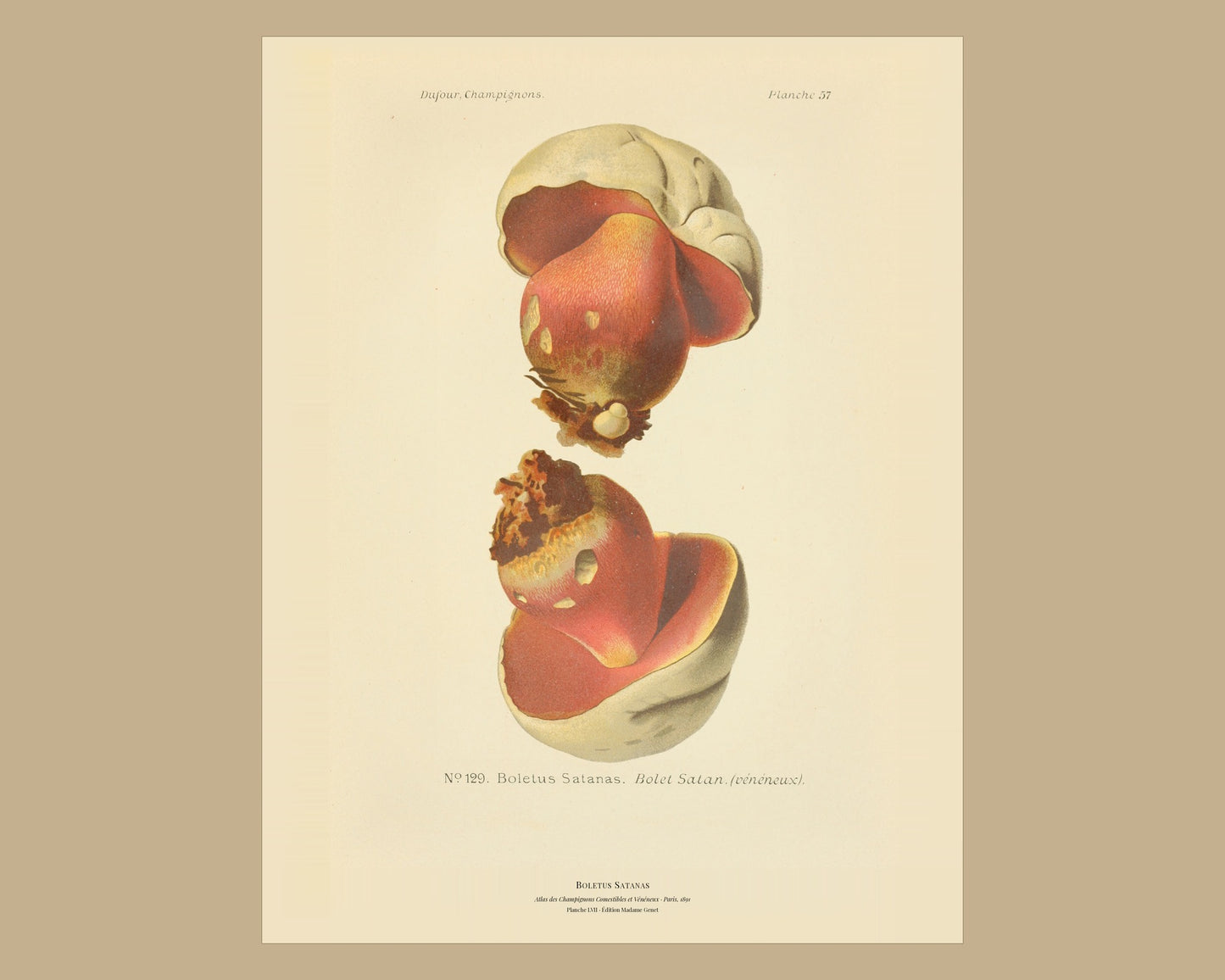 Devil's Bolete — Antique Mushroom Print, Planche LVII, Paris 1891