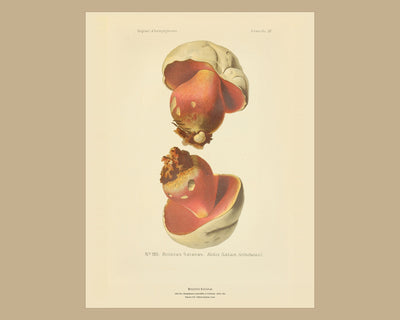 Planche LVII from Léon Dufour's Atlas des Champignons Comestibles et Vénéneux, Paris 1891, the sheet on a wide tan mount — Devil's Bolete · Boletus Satanas · Bolet Satan · marked poisonous, 1891