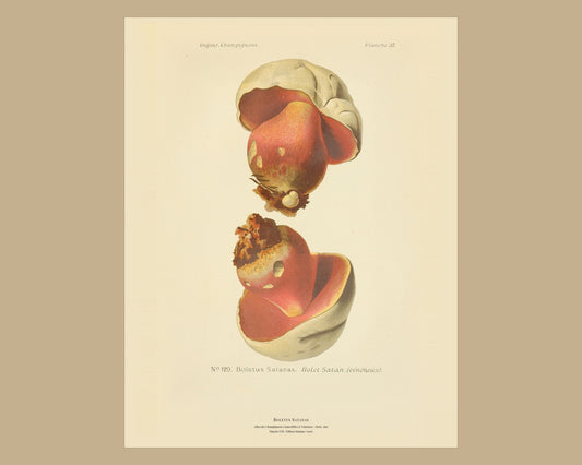 Devil's Bolete — Antique Mushroom Print, Planche LVII, Paris 1891