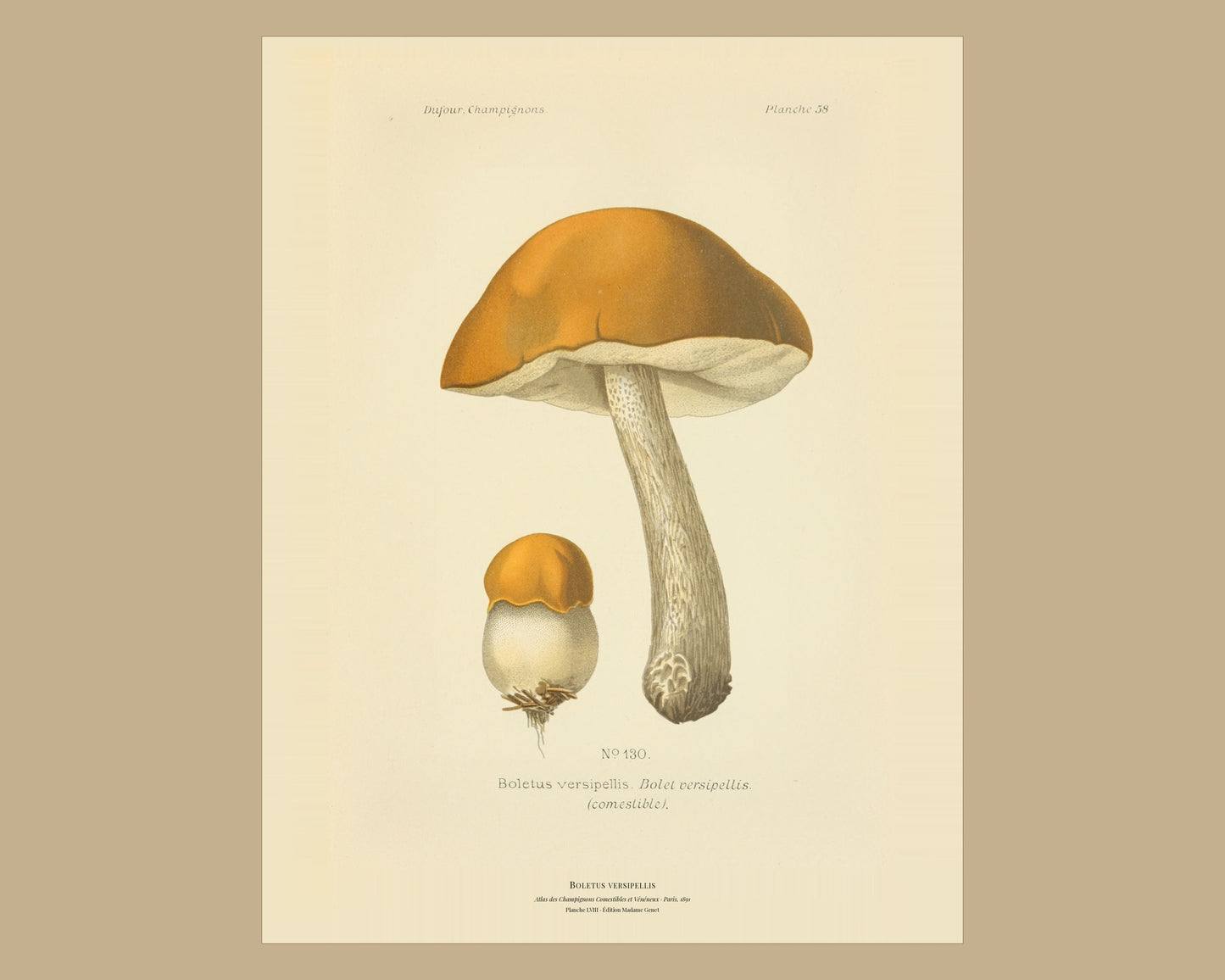 Orange Birch Bolete — Antique Mushroom Print, Planche LVIII, Paris 1891