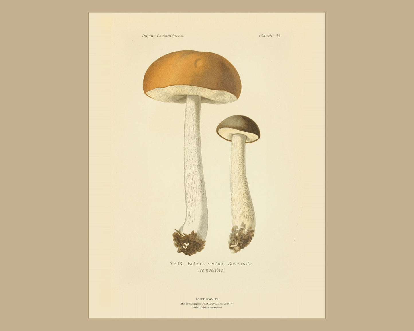 Boletus scaber — Antique Mushroom Print, Planche LIX, Paris 1891