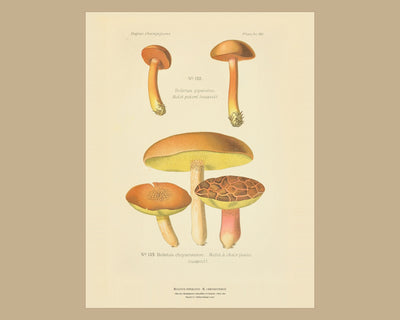 Planche LX from Léon Dufour's Atlas des Champignons Comestibles et Vénéneux, Paris 1891, the sheet on a wide tan mount — Boletus piperatus · Bolet poivré · marked suspect, 1891; Boletus chrysenteron · Bolet à chair jaune · marked suspect, 1891
