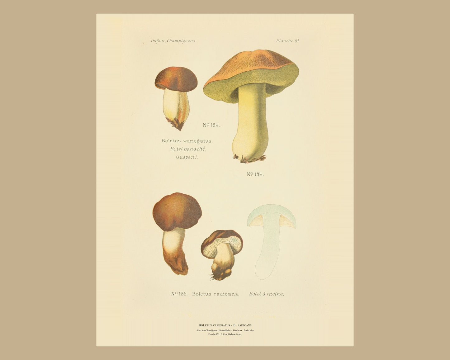 Boletus variegatus — Antique Mushroom Print, Planche LXI, Paris 1891