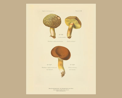 Planche LXII from Léon Dufour's Atlas des Champignons Comestibles et Vénéneux, Paris 1891, the sheet on a wide tan mount — Boletus subtomentosus · Bolet velouté · marked edible, 1891; Boletus subtomentosus var. fuscus · Bolet velouté, var. brune