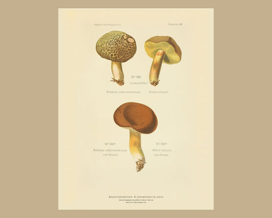 Boletus strobilaceus — Antique Mushroom Print, Planche LII, Paris 1891