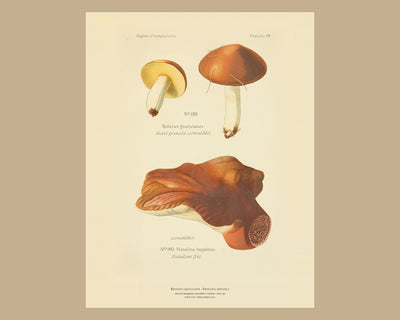 Planche LXIV on a wide tan mount, Dufour 1891 — Beefsteak Fungus · Fistulina hepatica · Fistuline foie · marked edible, 1891; Boletus granulatus