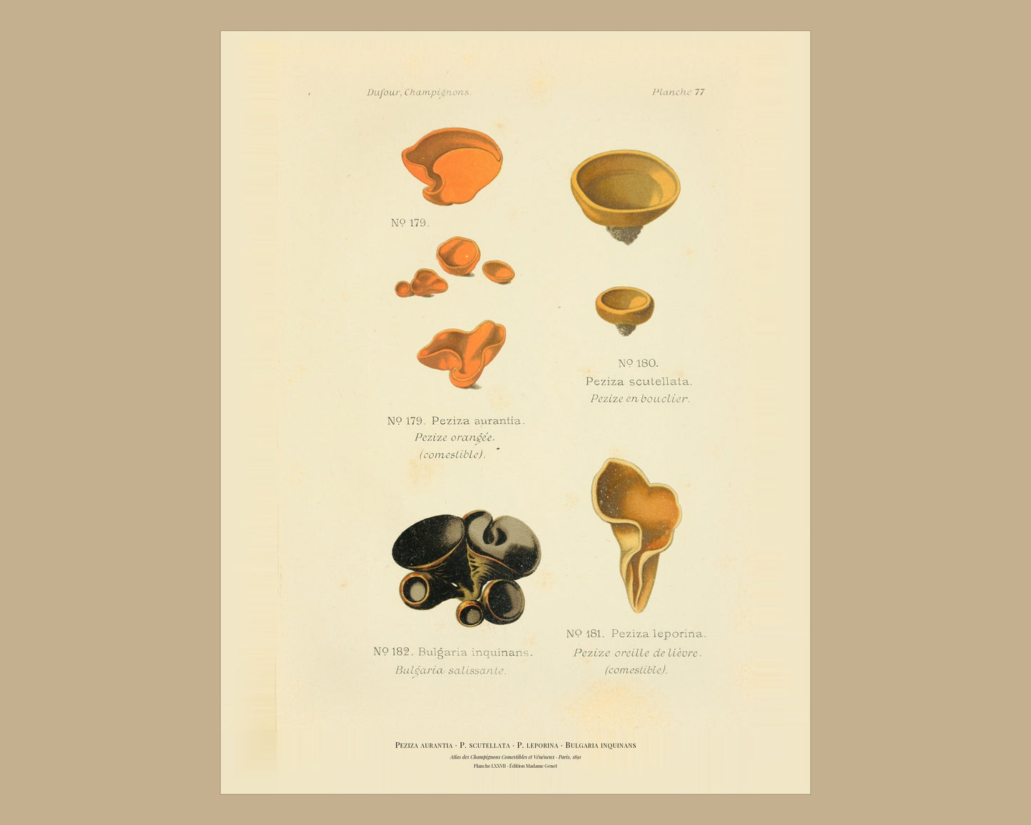 Orange Peel Fungus — Antique Mushroom Print, Planche LXXVII, Paris 1891
