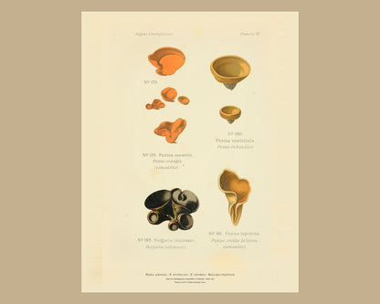 Orange Peel Fungus — Antique Mushroom Print, Planche LXXVII, Paris 1891