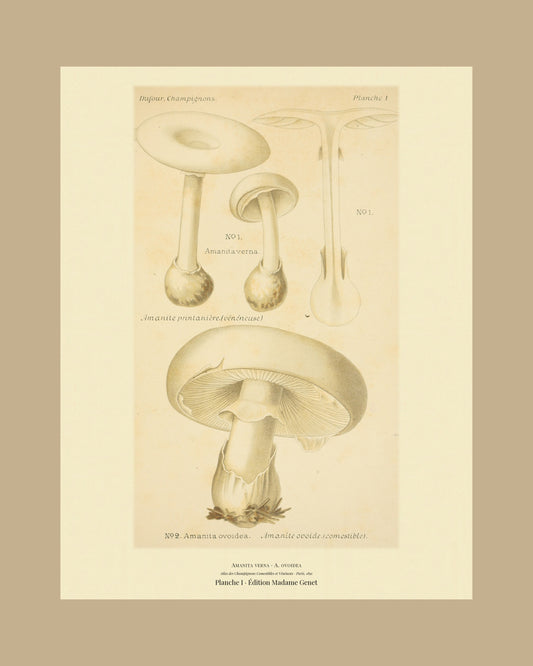 Framed view of planche I from Léon Dufour's 1891 Atlas des Champignons — Amanita verna