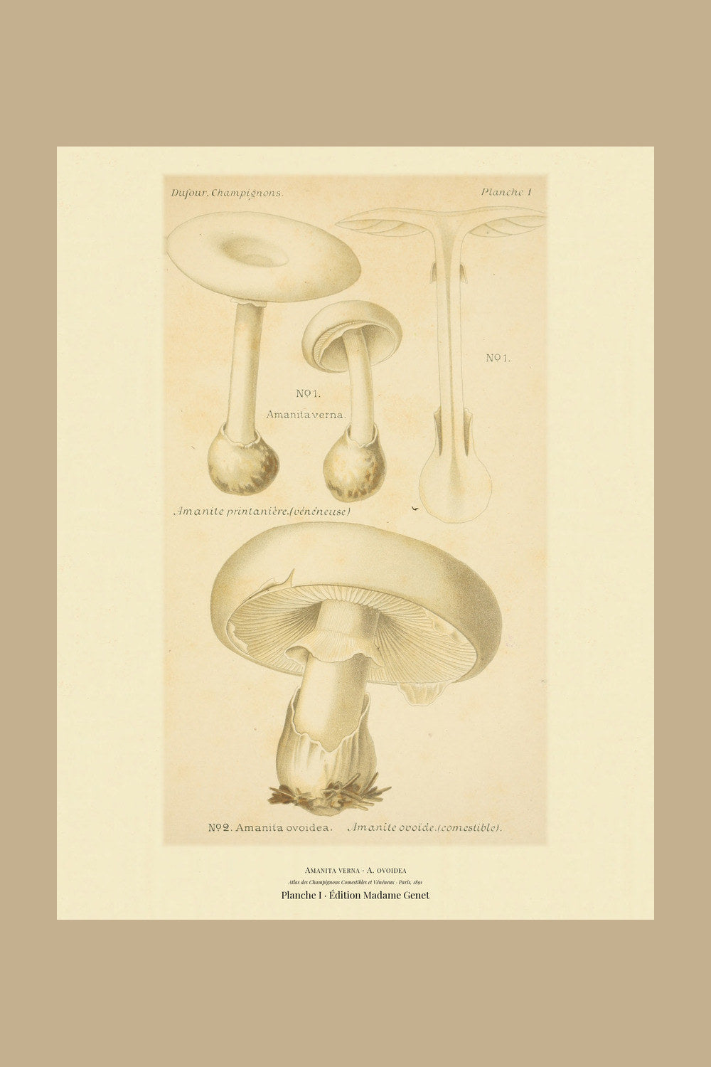 Planche I from Léon Dufour's 1891 Atlas des Champignons — Amanita verna