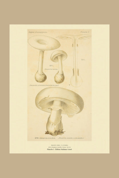 Planche I from Léon Dufour's 1891 Atlas des Champignons — Amanita verna