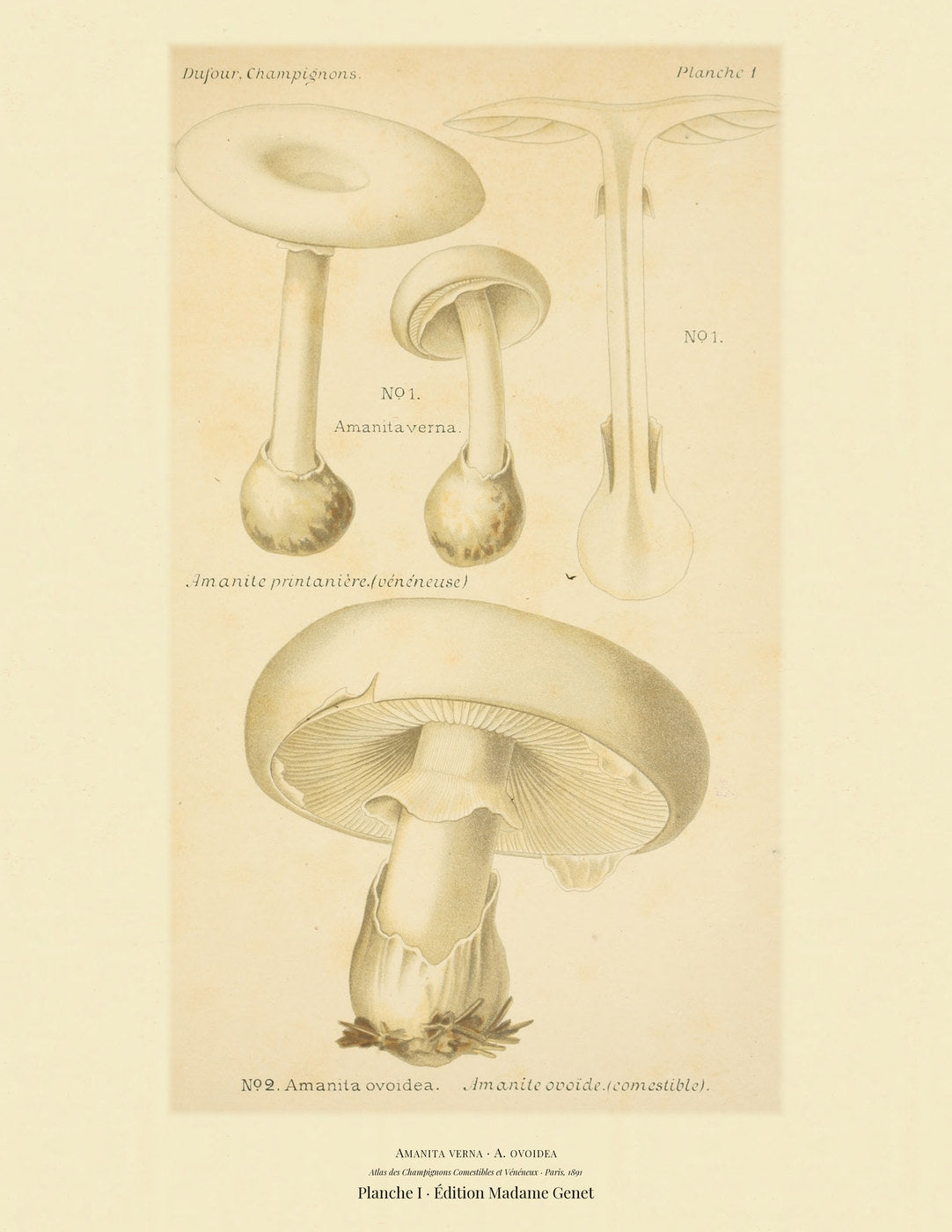 Planche I from Léon Dufour's 1891 Atlas des Champignons — Amanita verna