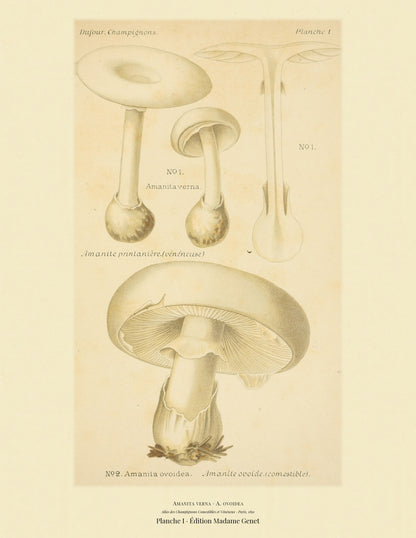 Planche I from Léon Dufour's 1891 Atlas des Champignons — Amanita verna
