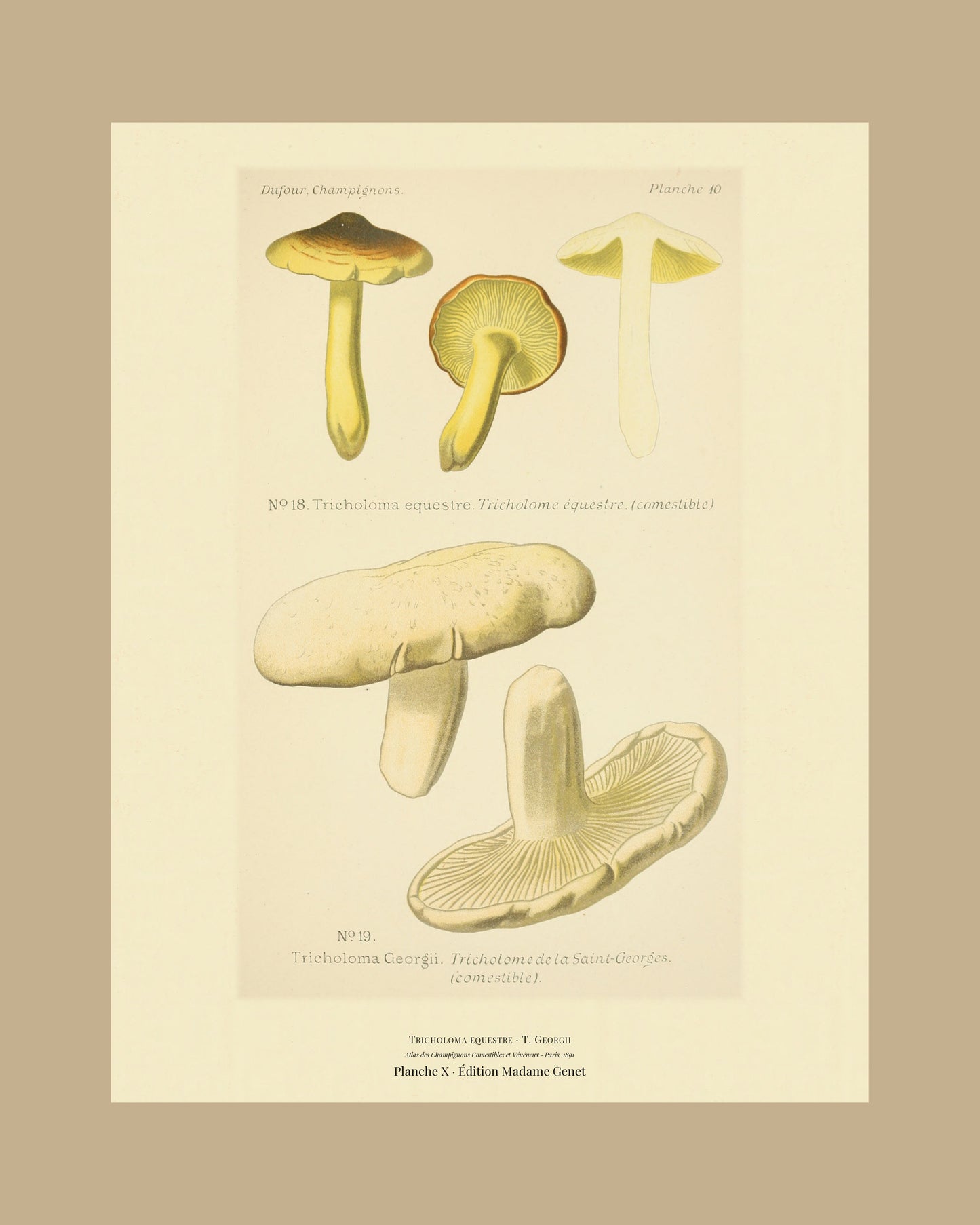 Framed view of planche X from Léon Dufour's 1891 Atlas des Champignons — Tricholoma equestre