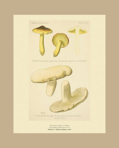 Planche X on a tan mount, Dufour 1891 — Man on Horseback · Tricholoma equestre · Tricholome équestre · marked edible, 1891; St. George's Mushroom · Tricholoma Georgii