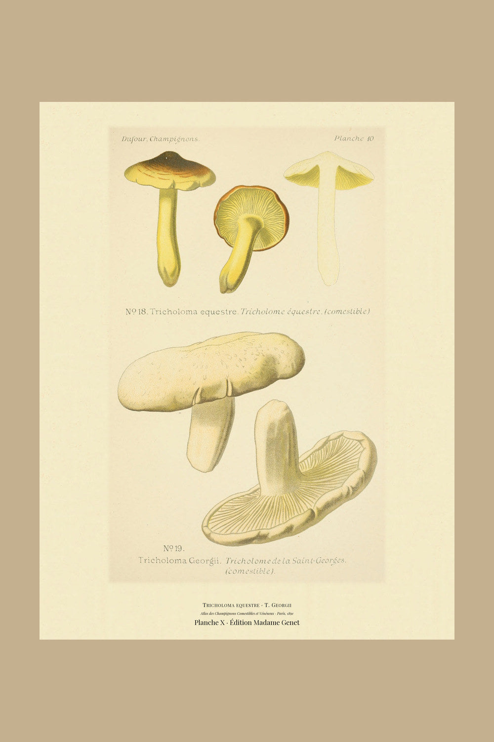 Planche X from Léon Dufour's 1891 Atlas des Champignons — Tricholoma equestre