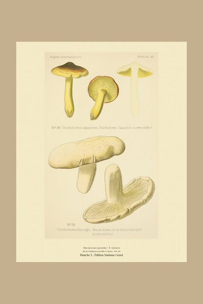 Planche X from Léon Dufour's 1891 Atlas des Champignons — Tricholoma equestre