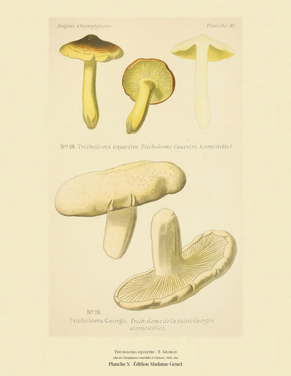 Planche X from Léon Dufour's 1891 Atlas des Champignons — Tricholoma equestre