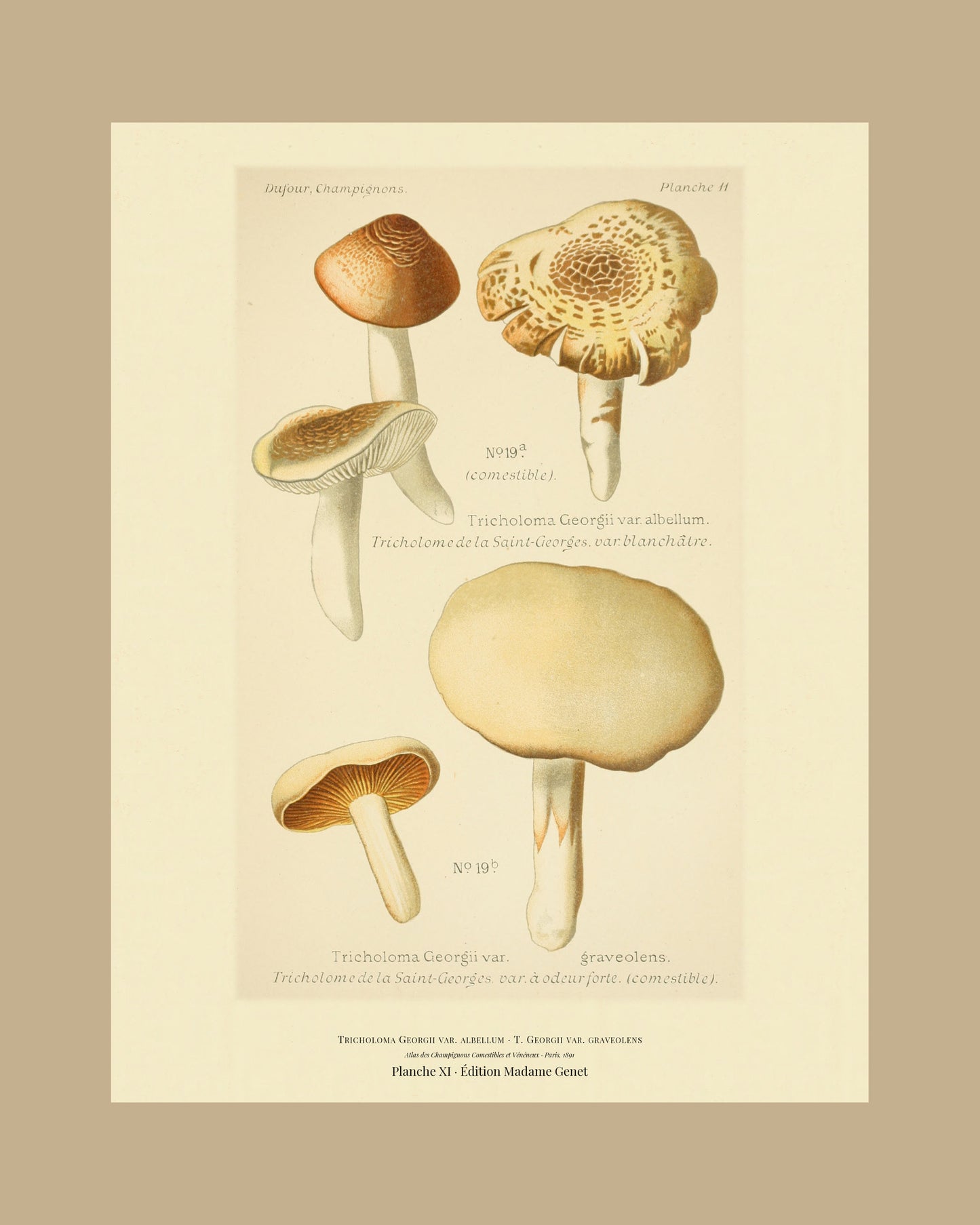 Framed view of planche XI from Léon Dufour's 1891 Atlas des Champignons — Tricholoma Georgii var. albellum