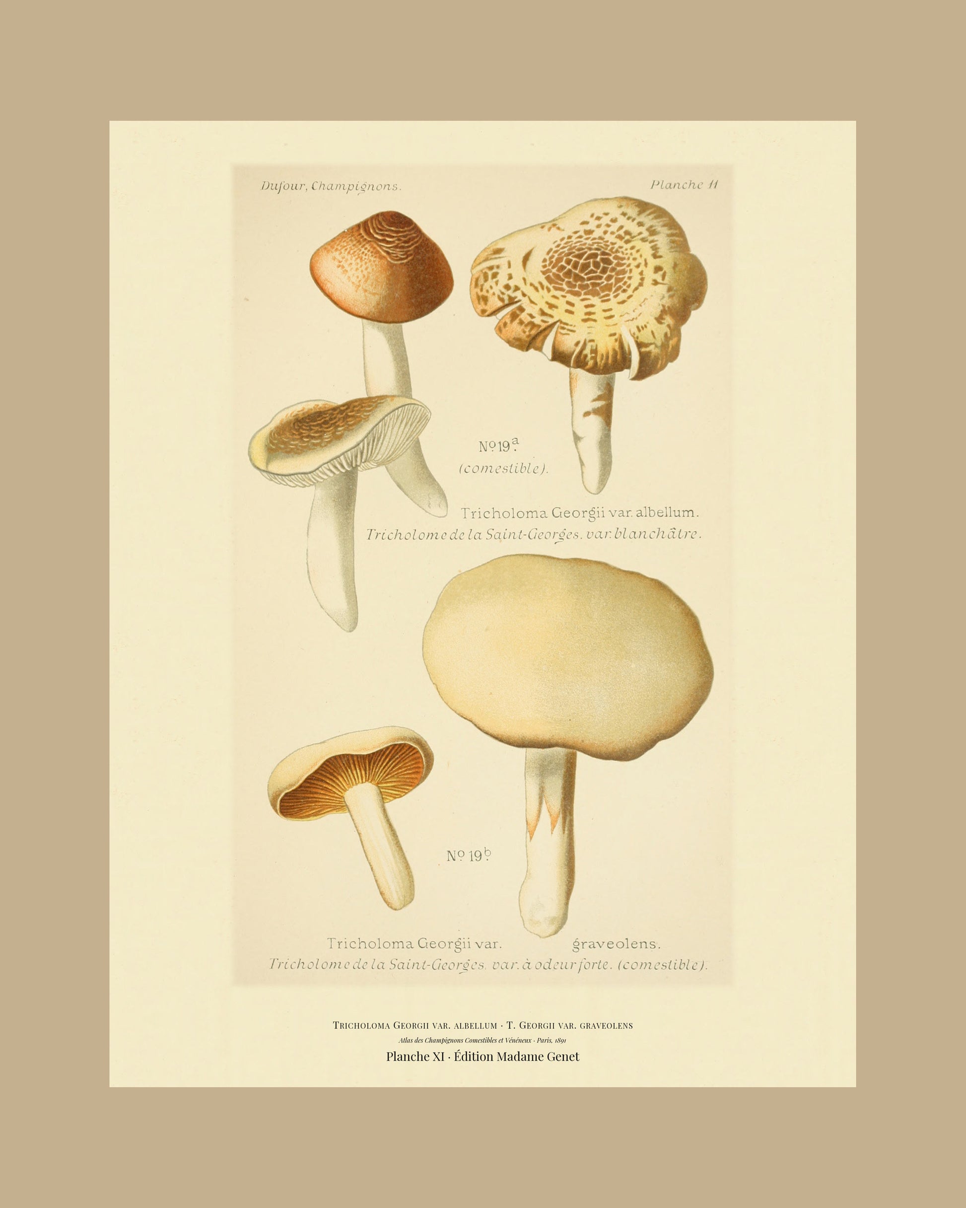 Framed view of planche XI from Léon Dufour's 1891 Atlas des Champignons — Tricholoma Georgii var. albellum