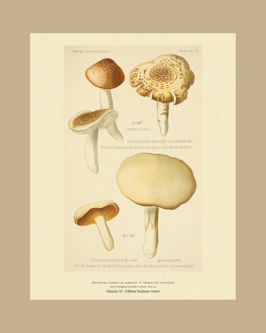 Framed view of planche XI from Léon Dufour's 1891 Atlas des Champignons — Tricholoma Georgii var. albellum