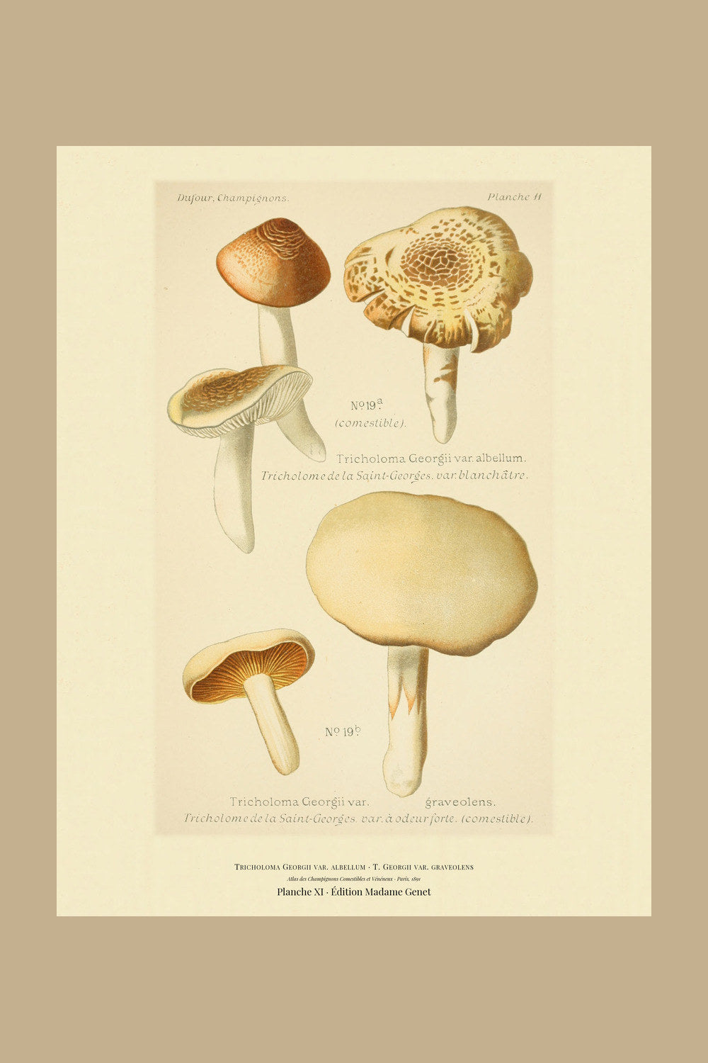 Planche XI from Léon Dufour's 1891 Atlas des Champignons — Tricholoma Georgii var. albellum