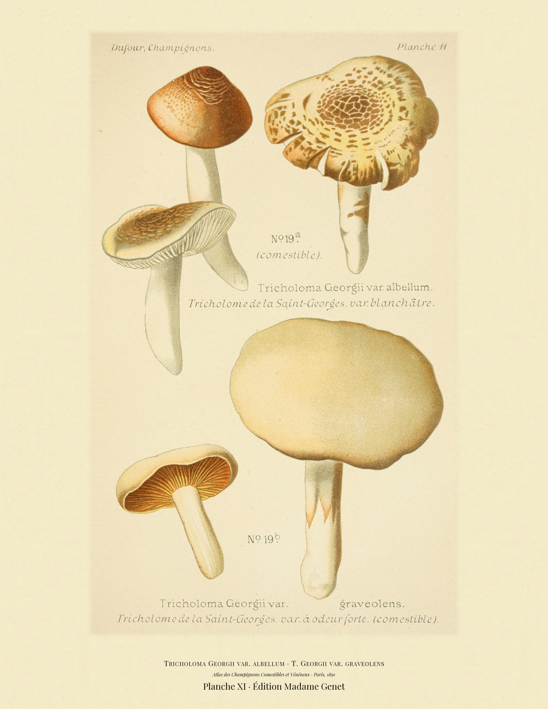Planche XI from Léon Dufour's 1891 Atlas des Champignons — Tricholoma Georgii var. albellum