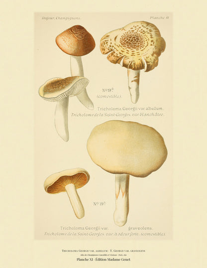 Planche XI from Léon Dufour's 1891 Atlas des Champignons — Tricholoma Georgii var. albellum