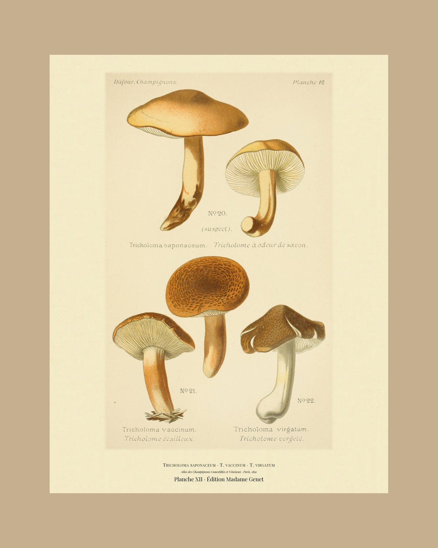 Framed view of planche XII from Léon Dufour's 1891 Atlas des Champignons — Tricholoma saponaceum