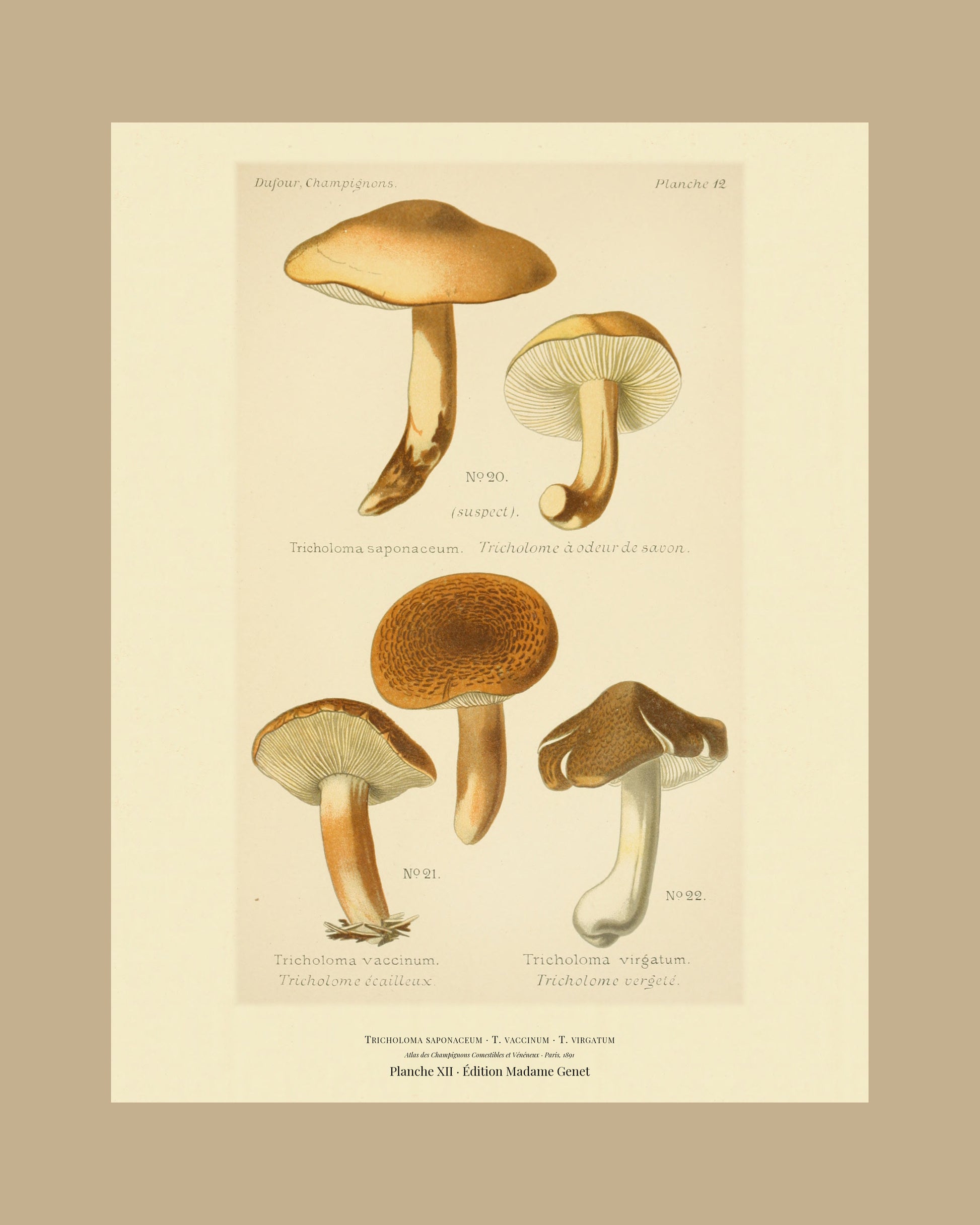 Framed view of planche XII from Léon Dufour's 1891 Atlas des Champignons — Tricholoma saponaceum