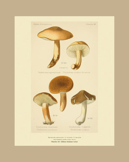 Framed view of planche XII from Léon Dufour's 1891 Atlas des Champignons — Tricholoma saponaceum