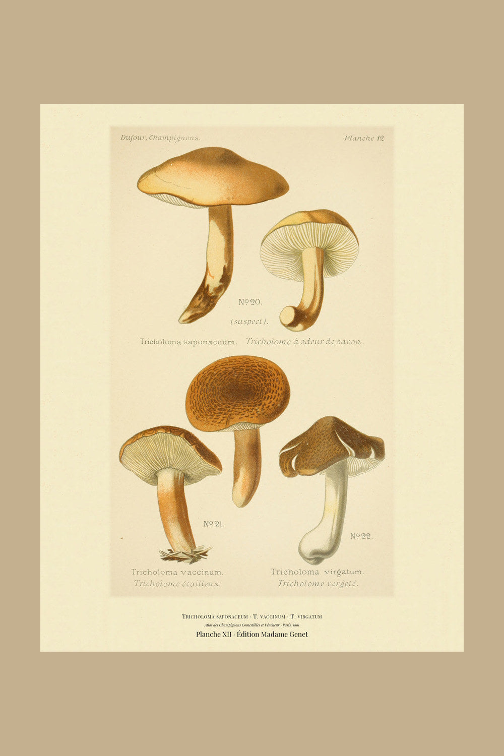 Planche XII from Léon Dufour's 1891 Atlas des Champignons — Tricholoma saponaceum
