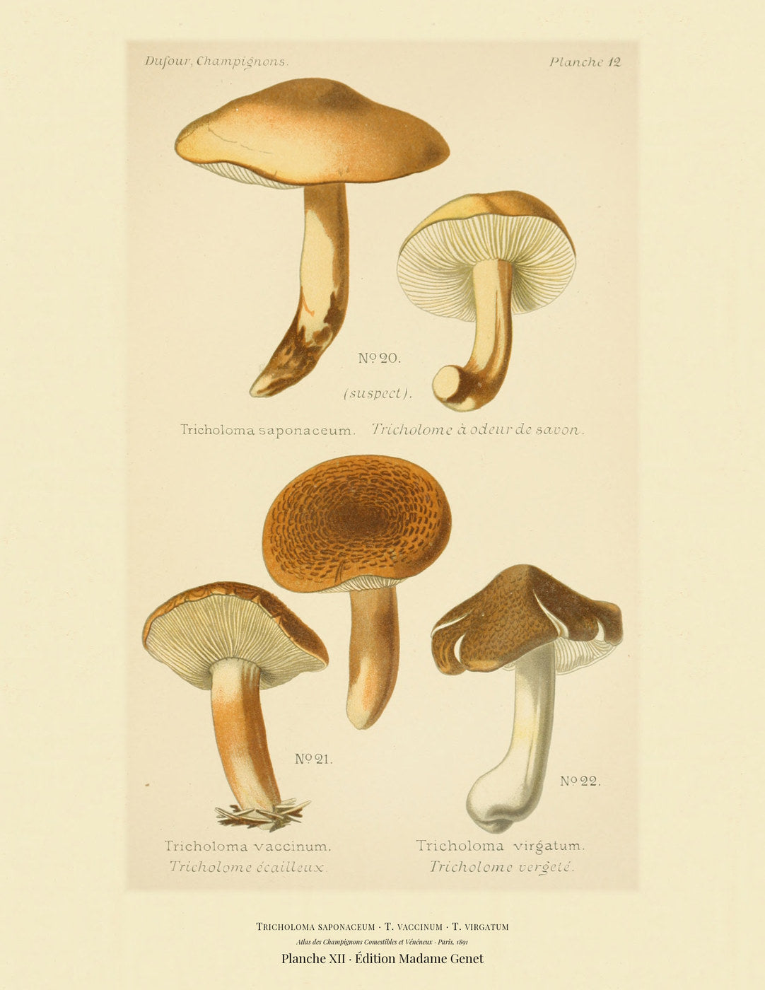 Planche XII from Léon Dufour's 1891 Atlas des Champignons — Tricholoma saponaceum