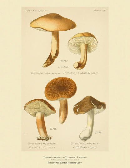 Planche XII from Léon Dufour's 1891 Atlas des Champignons — Tricholoma saponaceum
