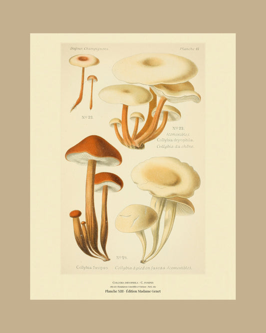 Framed view of planche XIII from Léon Dufour's 1891 Atlas des Champignons — Collybia dryophila