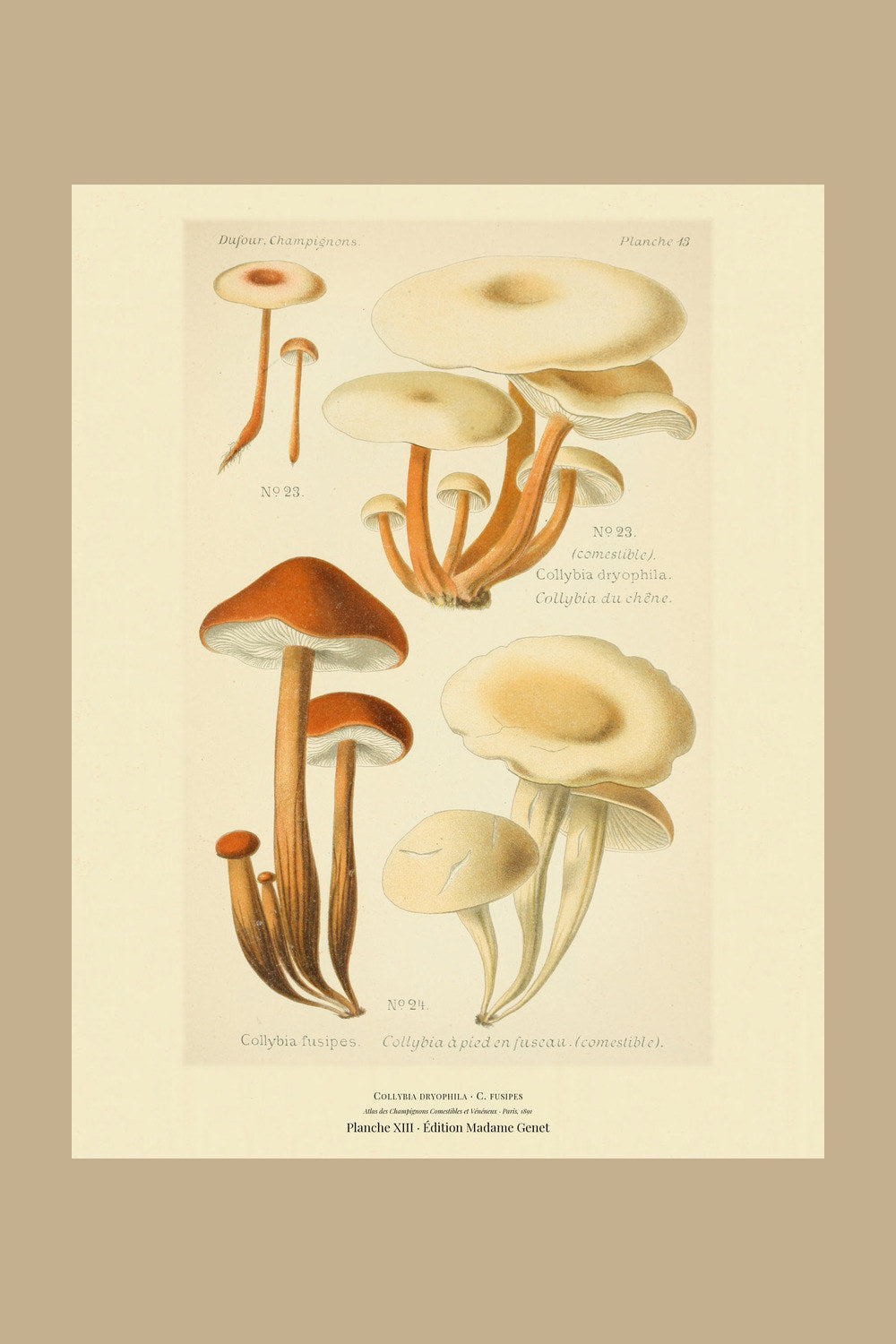 Planche XIII from Léon Dufour's 1891 Atlas des Champignons — Collybia dryophila