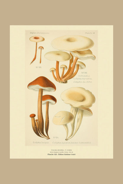 Planche XIII from Léon Dufour's 1891 Atlas des Champignons — Collybia dryophila