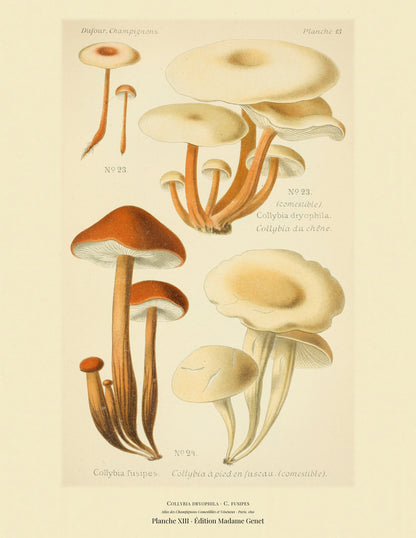 Planche XIII from Léon Dufour's 1891 Atlas des Champignons — Collybia dryophila