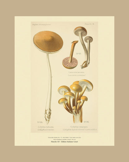 Framed view of planche XIV from Léon Dufour's 1891 Atlas des Champignons — Collybia radicata