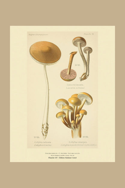 Planche XIV from Léon Dufour's 1891 Atlas des Champignons — Collybia radicata