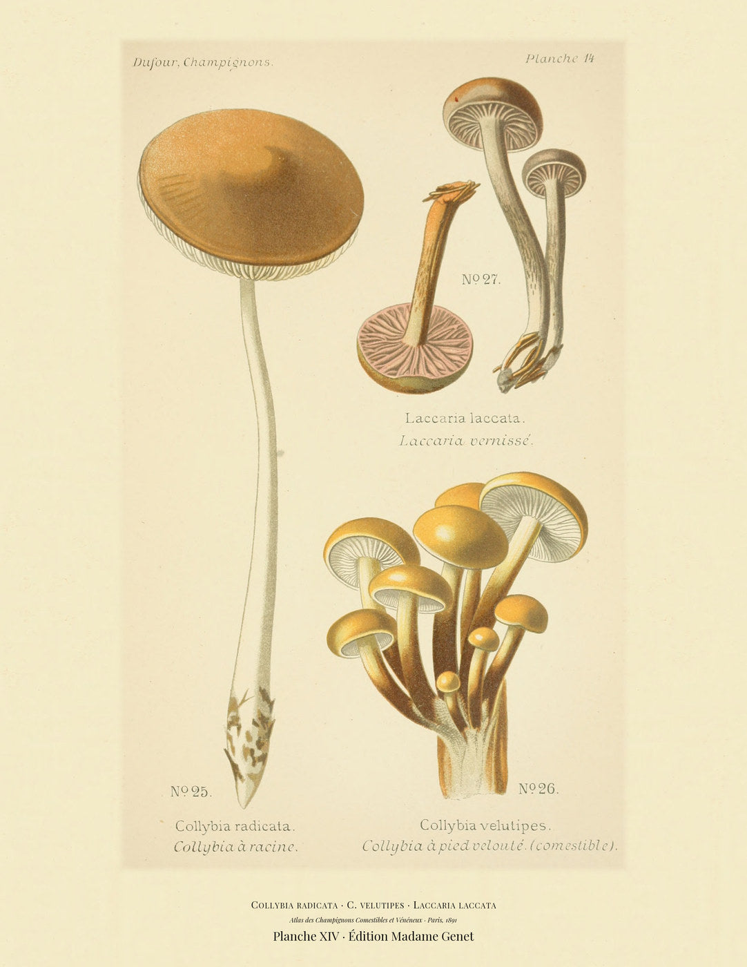 Planche XIV from Léon Dufour's 1891 Atlas des Champignons — Collybia radicata