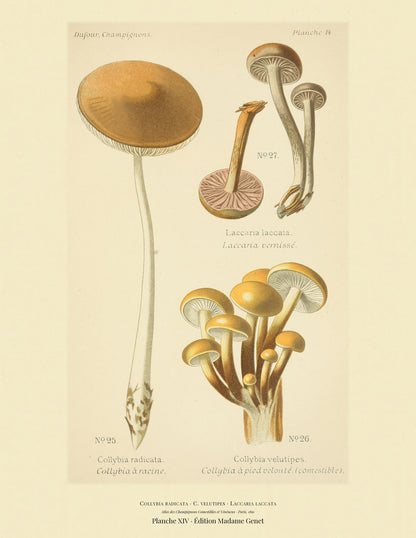 Planche XIV from Léon Dufour's 1891 Atlas des Champignons — Collybia radicata