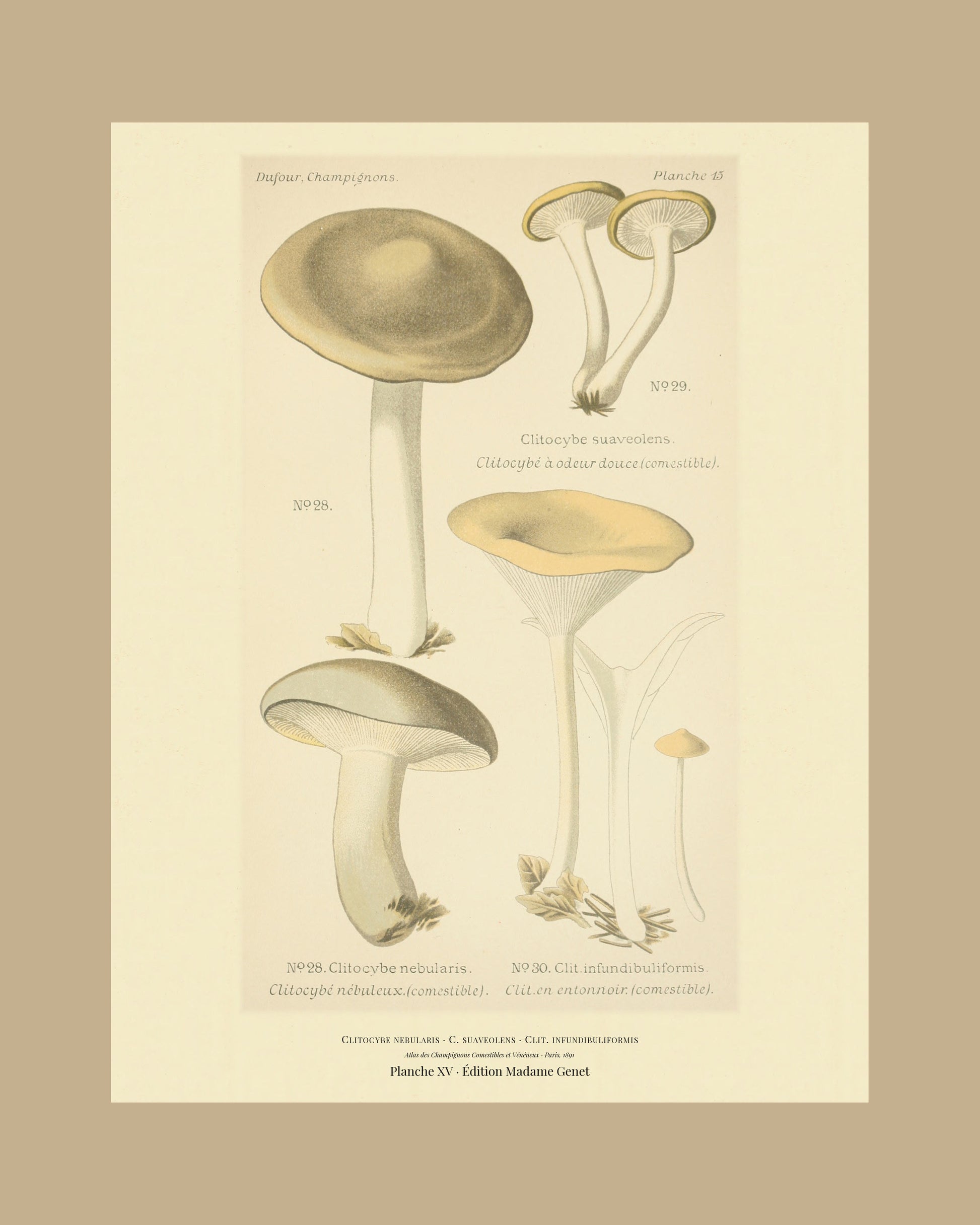 Framed view of planche XV from Léon Dufour's 1891 Atlas des Champignons — Clitocybe nebularis