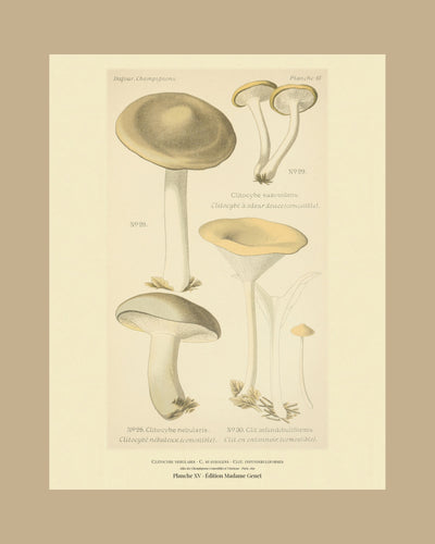 Planche XV on a tan mount, Dufour 1891 — Clouded Funnel · Clitocybe nebularis · Clitocybé nébuleux · marked edible, 1891; Clitocybe suaveolens; Clitocybe infundibuliformis