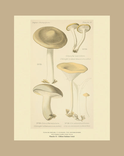 Framed view of planche XV from Léon Dufour's 1891 Atlas des Champignons — Clitocybe nebularis