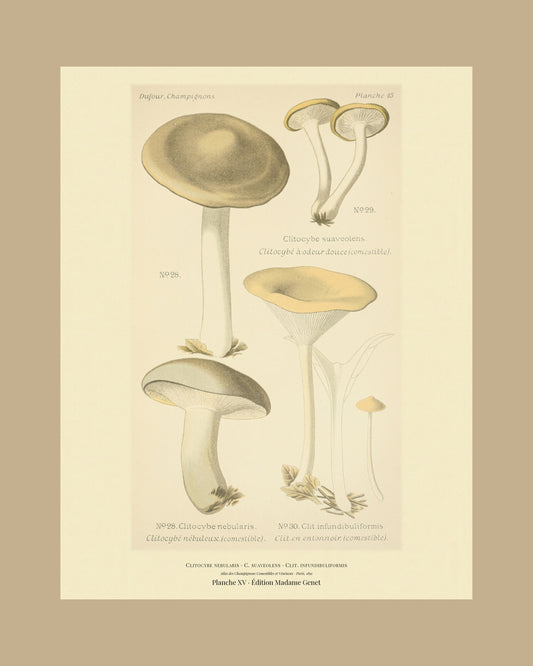 Framed view of planche XV from Léon Dufour's 1891 Atlas des Champignons — Clitocybe nebularis