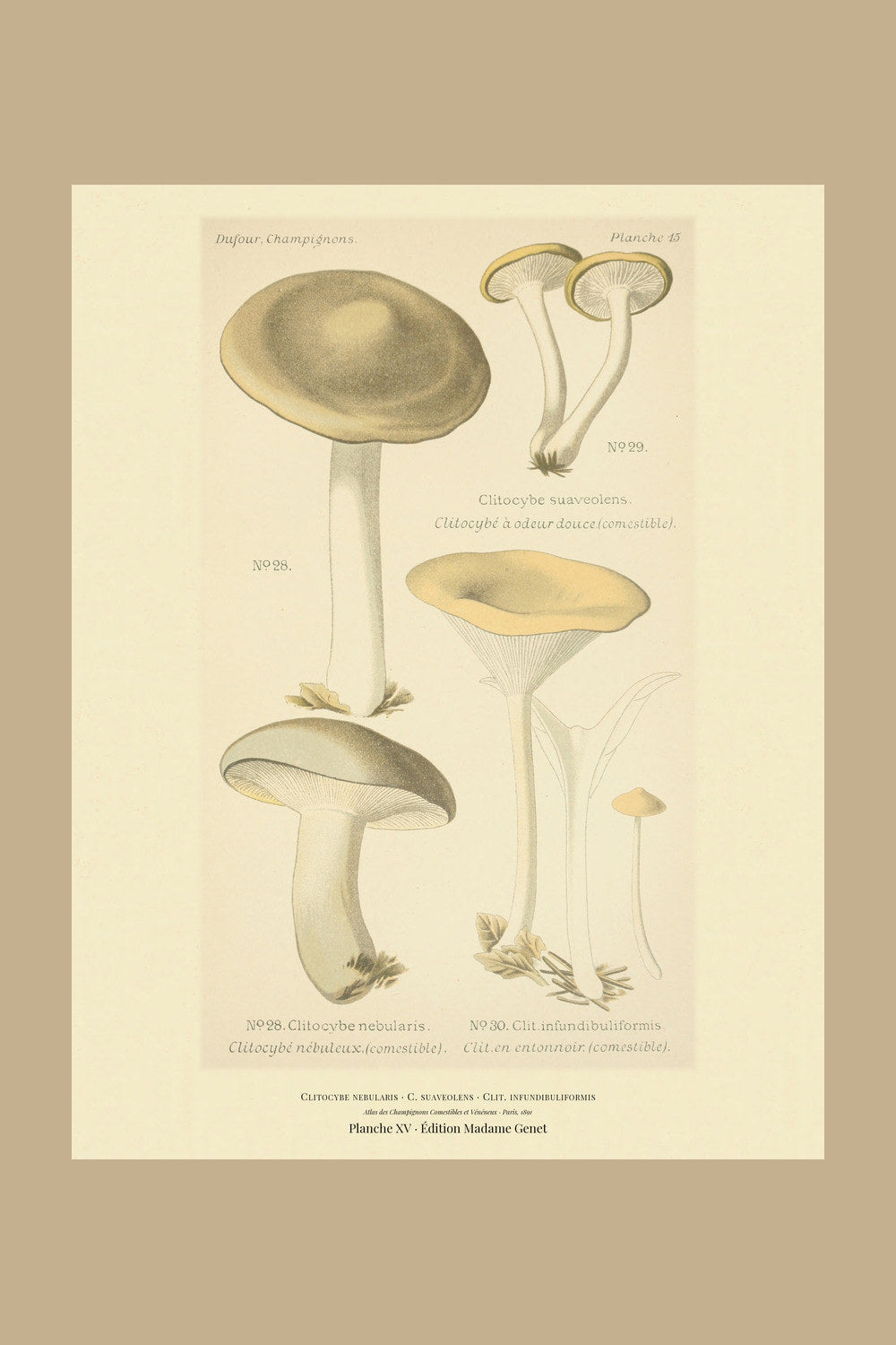 Planche XV from Léon Dufour's 1891 Atlas des Champignons — Clitocybe nebularis