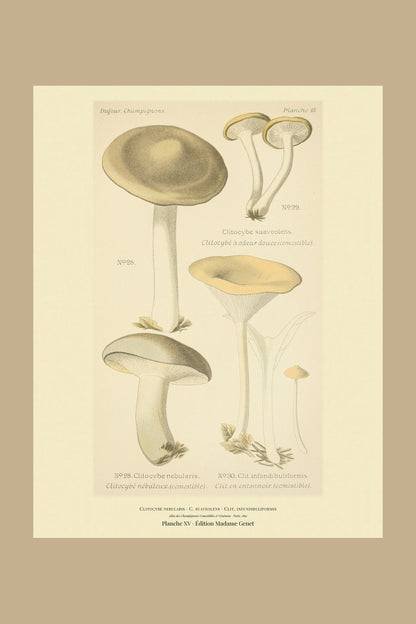 Planche XV from Léon Dufour's 1891 Atlas des Champignons — Clitocybe nebularis