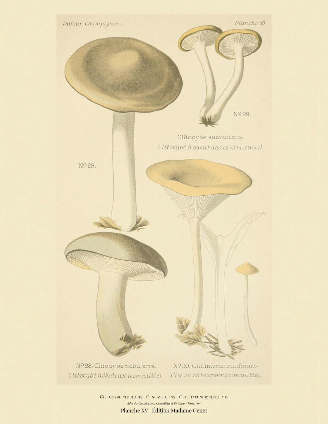 Planche XV from Léon Dufour's 1891 Atlas des Champignons — Clitocybe nebularis